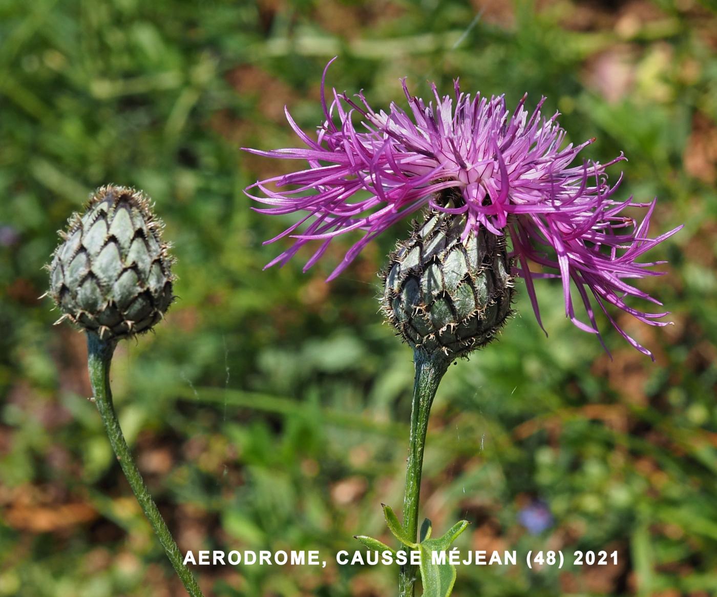 Knapweed, Greater flower